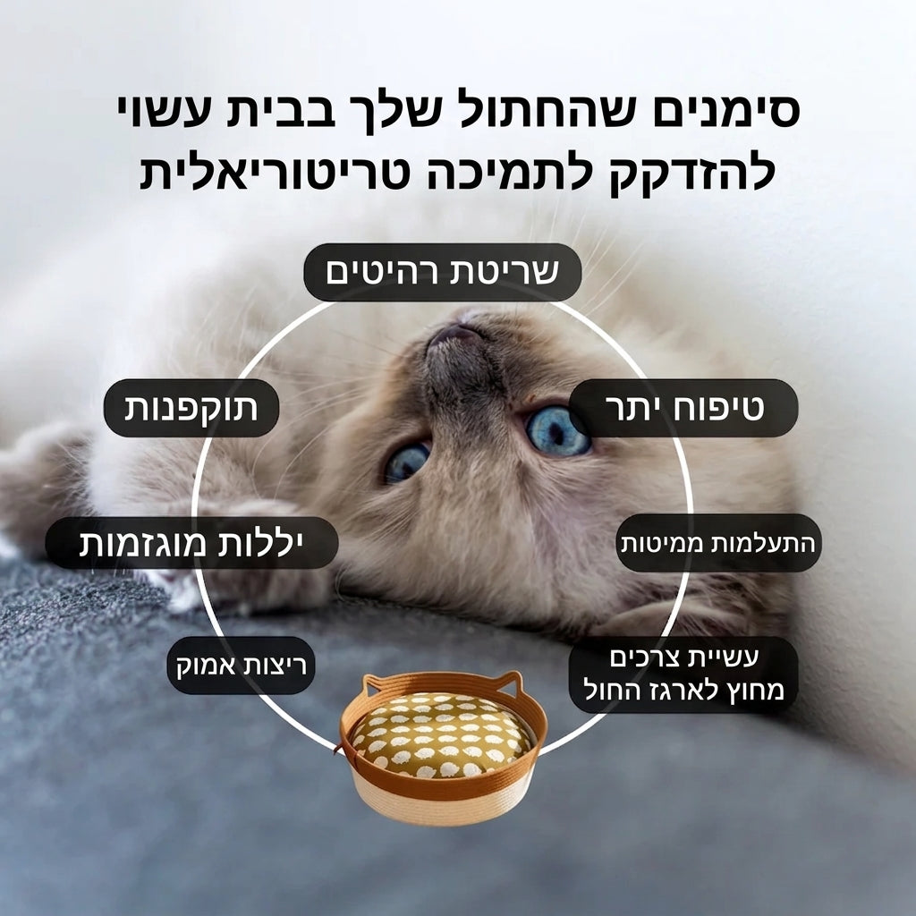 משטח הגירוד הטבעי - הכירו את המרחב הטבעי הראשון שהחתול שלך יבחר להיות בו